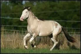 Quel cheval est-ce ?