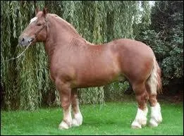 Quel cheval est-ce ?
