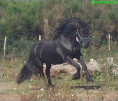 Quel cheval est-ce ?