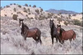 Quel cheval est-ce ?