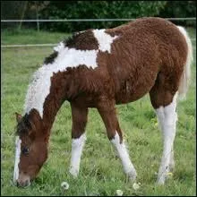 Quel cheval est-ce ?