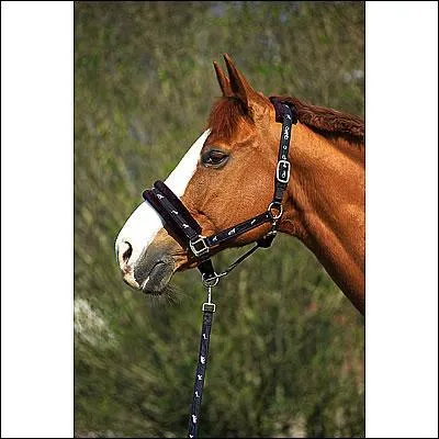 Comment s'appelle l'objet qui t'aide  attraper ton cheval et  l'attacher  la barre d'attache ?