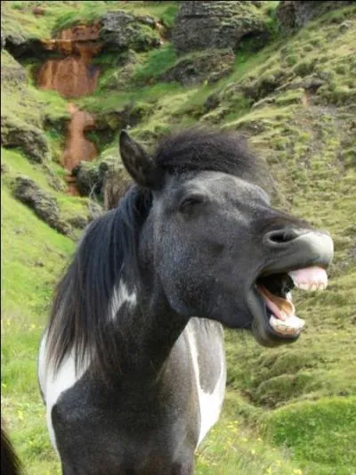 Quand un poney  les oreilles  l'envers, comment est-il ?