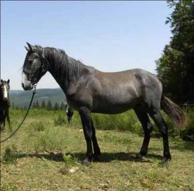 O attache-tu ton poney ?