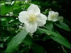 La seringa est symbole...