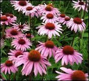 L'chinace symbolise la...