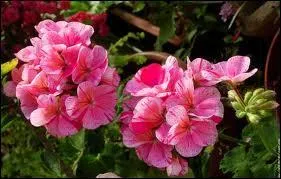 Quelqu'un qui vous envoie du granium rose trouve que vous tes...