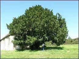 L'if signifie... (Oui, c'est un arbre)