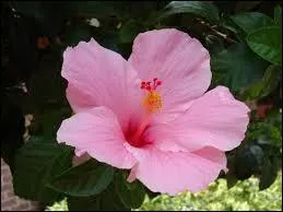 L'hibiscus quant  lui symbolise...