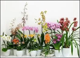 Les noces d'orchide symbolisent...