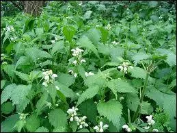 Si quelqu'un vous offre des orties blanches, c'est symbole de...