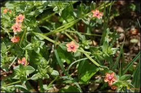 Quel est le message envoy quand vous recevez un bouquet de mouron ?