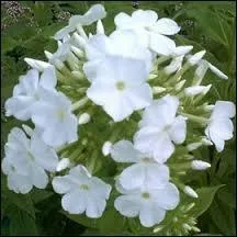 Quand on vous envoie du phlox blanc c'est...
