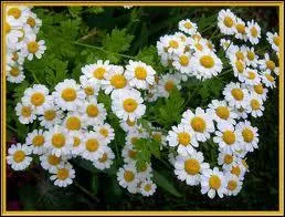 Si vous recevez de la camomille, l'envoyeur vous est...