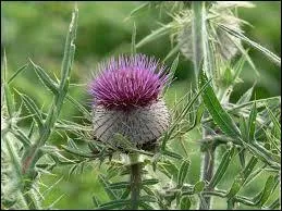 Le chardon est symbole de...