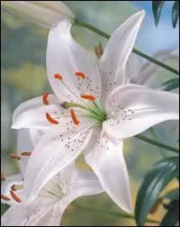 Quant  lui, le lis blanc est symbole...