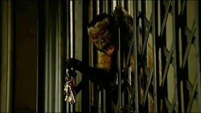 Comment s'appelle ce petit singe ?