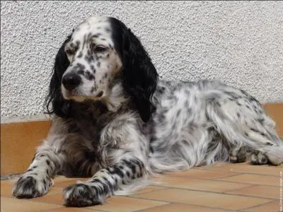 Quelle est cette race de chien ?