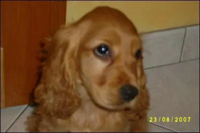 Quelle est cette race de chien ?