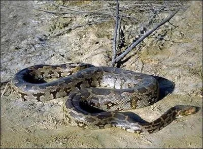 Je suis un grand serpent constricteur asiatique, si vous prenez le risque de m'approcher d'un peu trop prs, attention, et faites gaffe  votre matricule !