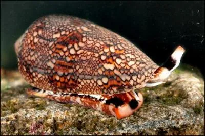 J'ai un joli nom, le cne textile, a donne vraiment envie de me ramasser  la main, non ?