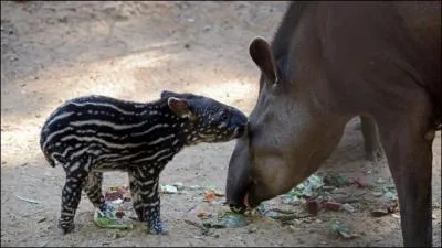 Je suis le tapir, je vis en Amrique latine, mais j'ai un cousin asiatique, tout comme moi, il aime ...