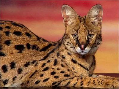 Je suis un flin africain absolument magnifique,  tel point que l'homme a russi mon hybridation avec un chat domestique, que l'on appelle le savannah. Dans la nature, j'adore attraper les rongeurs et les oiseaux, je suis ...