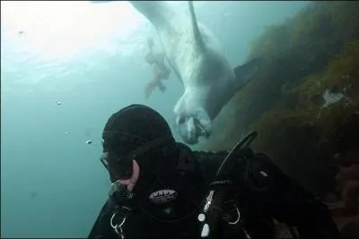 Sans doute mon nom est-il d aux tches qui parcourent mon corps, je suis le lopard de mer, je vis dans l'Antarctique et j'aime bien croquer un pingouin de temps en temps !