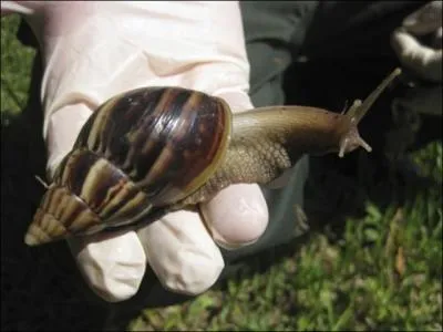 Je suis un animal de la famille des gastropodes, l'escargot terrestre, et comme vous le savez srement, nous sommes tous vgtariens !