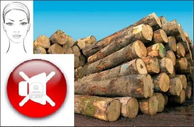 Mon premier coupe le bois. Mon deuxime est une partie du visage. Mon troisime porte les voiles d'un bateau. Mon tout est devenu muet puis est devenu parlant.