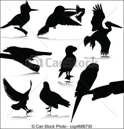 Mon premier est un instrument de musique  vent. Mon deuxime est le contraire de laid. Mon tout est un oiseau noir.