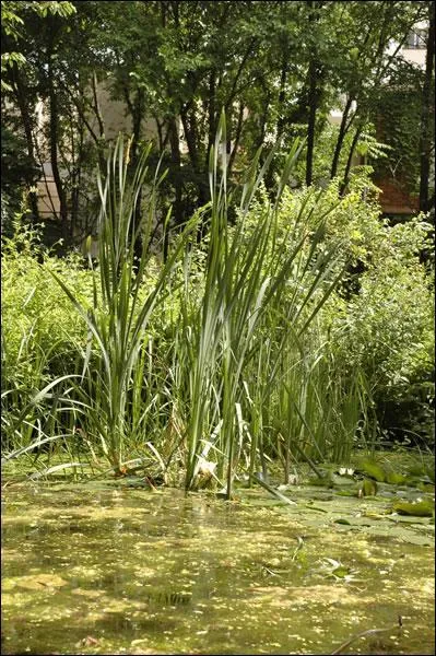 Mon premier est une partie du corps. Mon deuxime n'est pas habill. Mon troisime s'claire. Mon tout est une plante que l'on trouve dans les mares.
