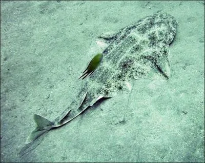 Quel est le nom de ce squale ?