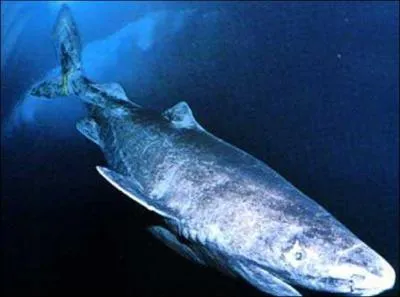 Quel est le nom de ce squale ?