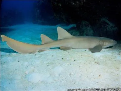 Quel est le nom de ce squale ?