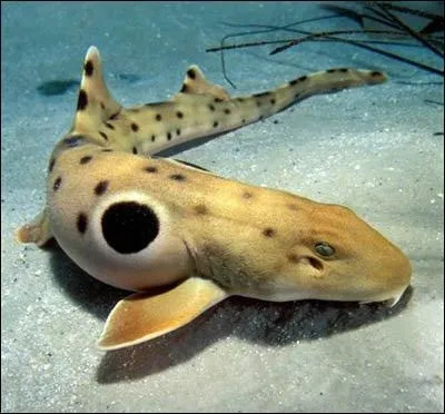 Quel est le nom de ce squale ?