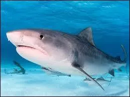Quel est le nom de ce squale ?