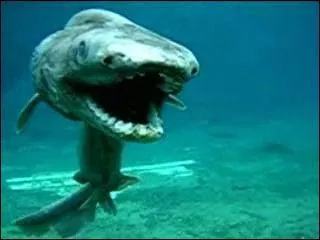 Quel est le nom de ce squale ?