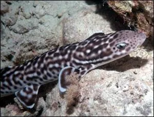 Quel est le nom de ce squale ?