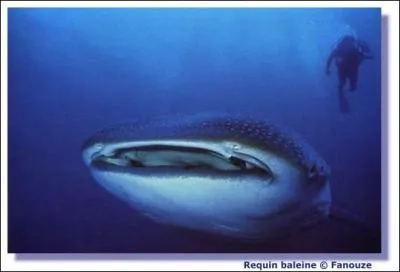 Quel est le nom de ce squale ?