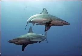 Quel est le nom de ce squale ?
