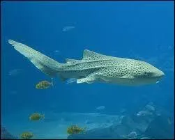 Quel est le nom de ce squale ?