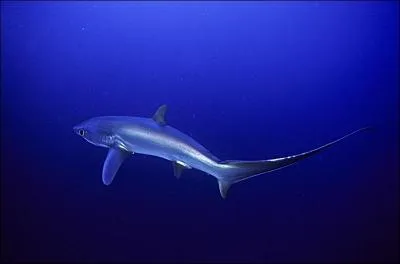 Quel est le nom de ce squale ?