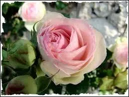 Quel extrait de pome est de Pierre de Ronsard ?