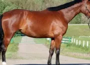 Quiz Les robes de chevaux