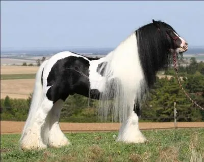 Quelle est cette robe ?