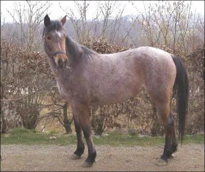 Quelle est cette robe ?