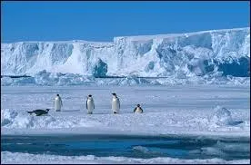 En 30 ans la banquise a perdu une superficie correspondant  deux fois la France. De plus, elle s'est amincie de [... ]