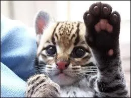 Est-ce que les ocelots existent dans Minecraft ?