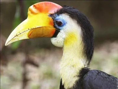 Quel est cet oiseau qui ressemble au Toucan ?